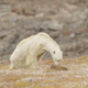 Polar bear starving to death (Paul Nicklen via Instagram screenshot)
